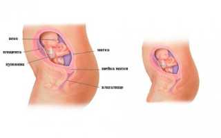 Что происходит в организмом мамы и ребенка на 20 неделе акушерского подсчета: развитие матки, нагрубание молочных желез, прибавки веса и риски